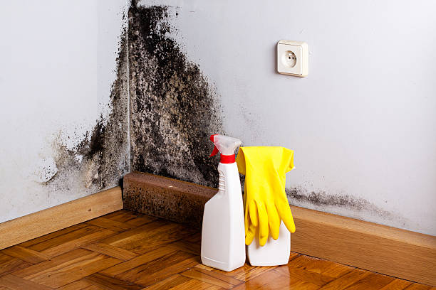 Best Attic Mold Remediation in Nassau Village Ratliff, FL